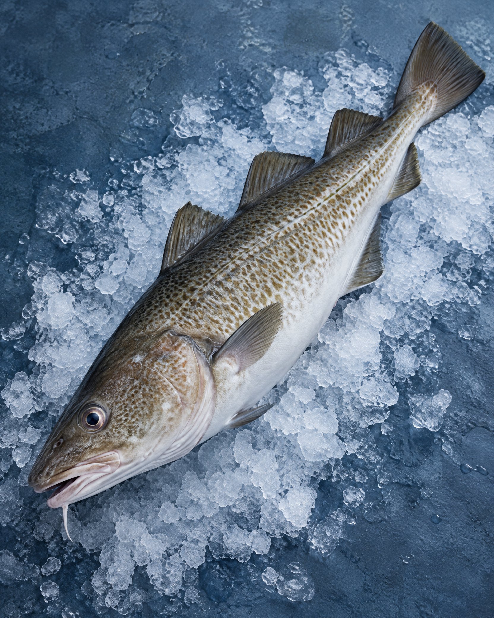 Cod category