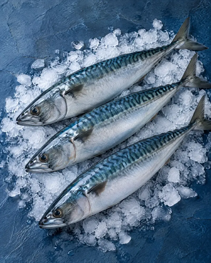 Mackerel category