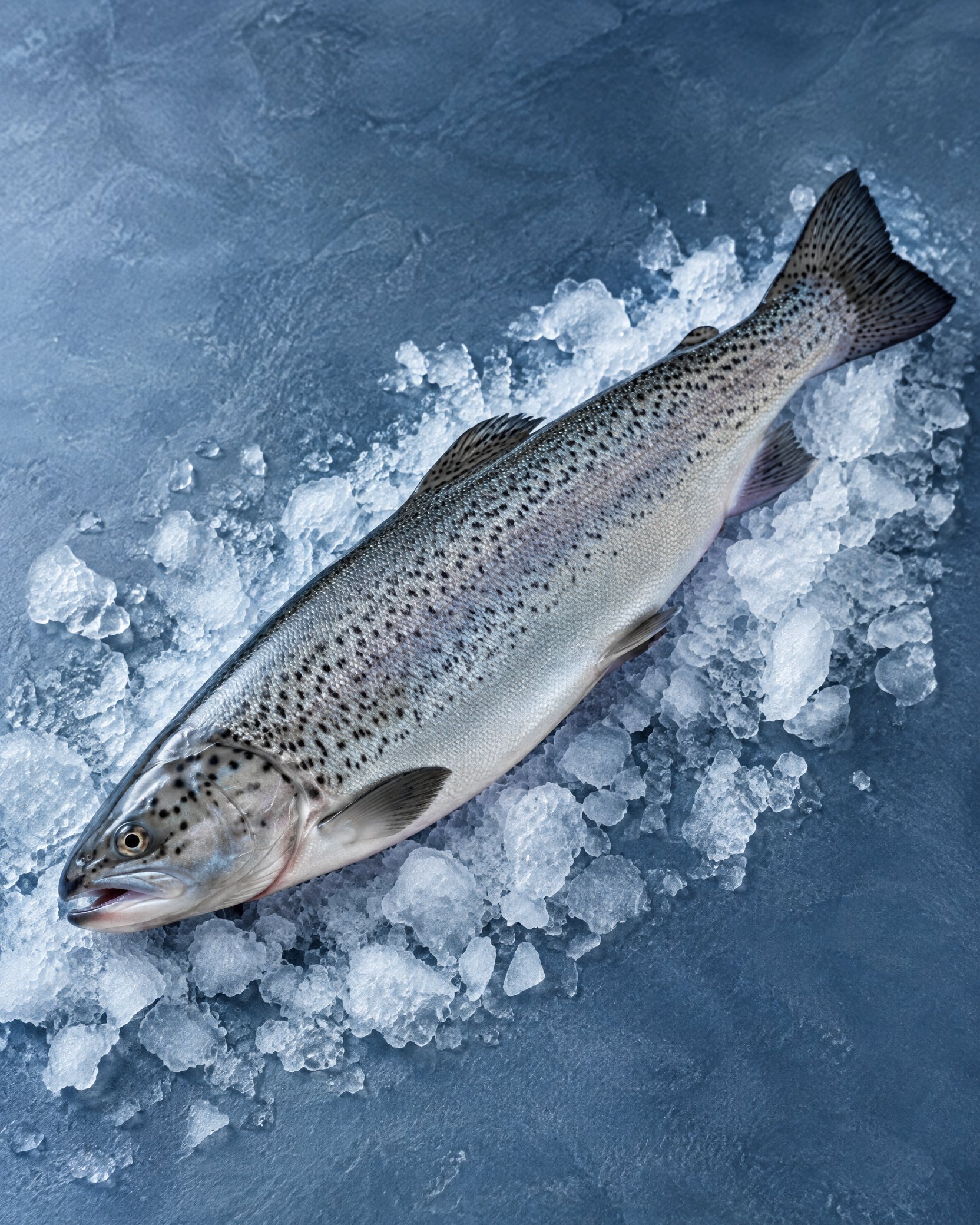 Trout category
